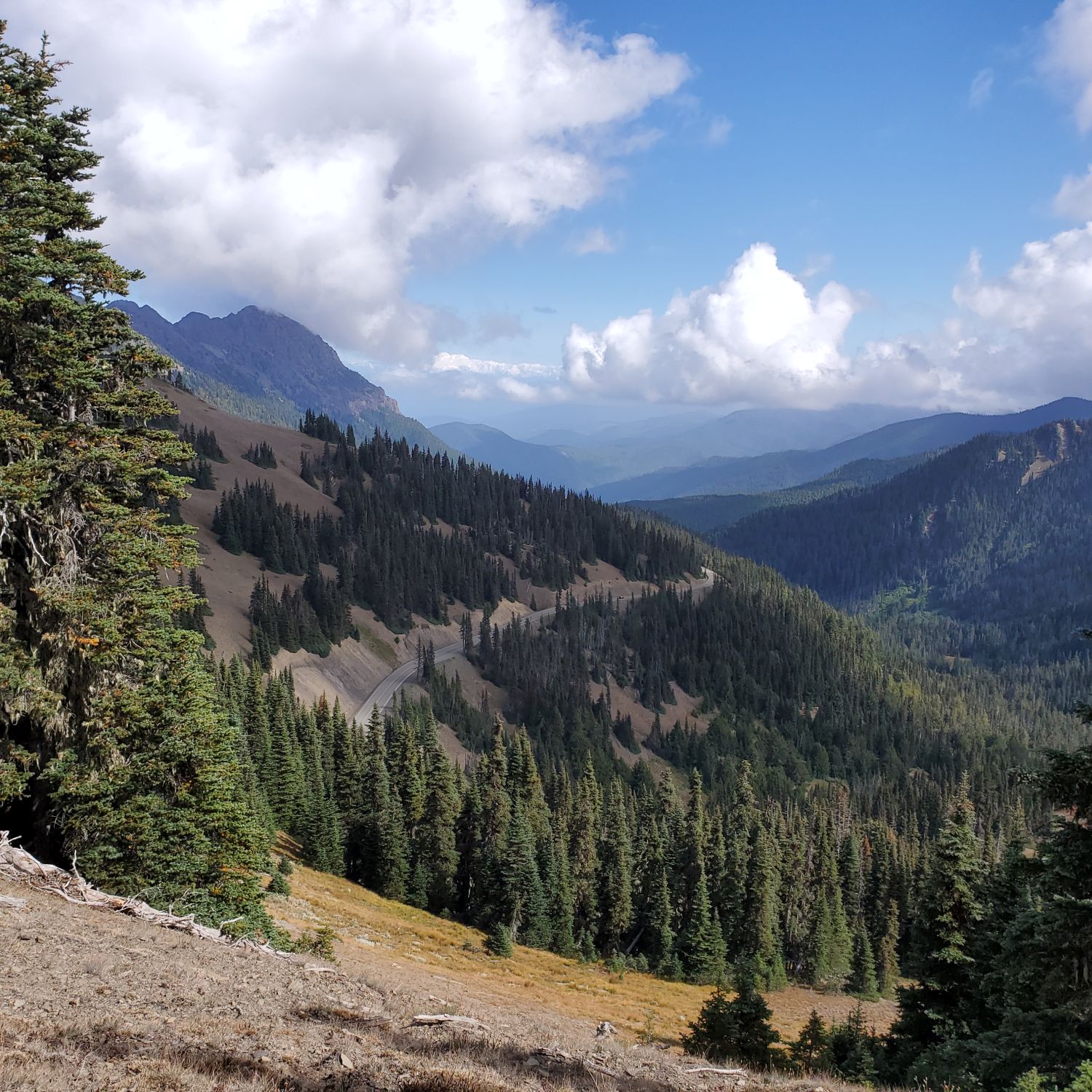 Olympic NP 